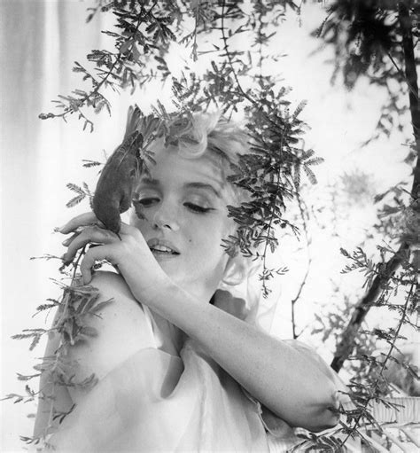 Fando Fabforgottennobility — Steroge Marilyn Monroe From The Bird Sitting Vintage Beauty