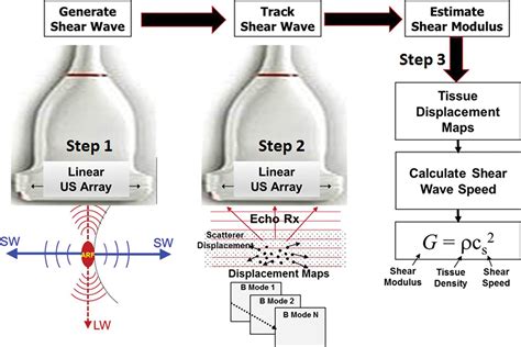 Shear Wave Elastography Basic Physics And Musculoskeletal Applications