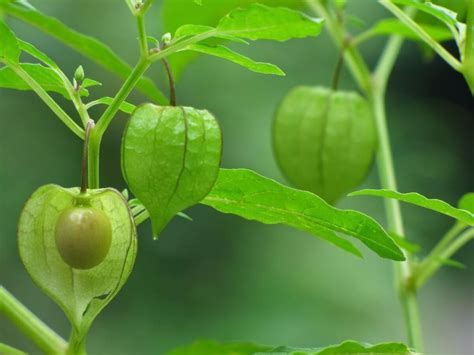 Camapu é Uma Planta Medicinal De Folhas Verde Escuras