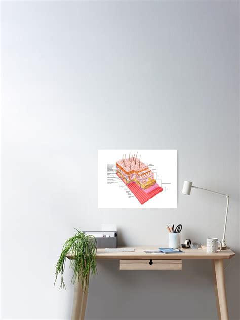 Pc Anatomy Dissection Skin Anatomical Chart Posters Muscle System My