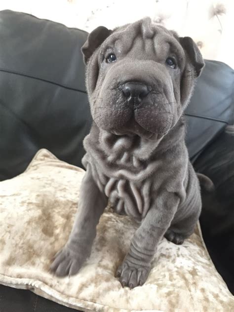 If your dog makes this list, she needs extra walks, less food, and training without extra treats. Miniature (Mini) Shar Pei: Info, Temperament, Puppies ...