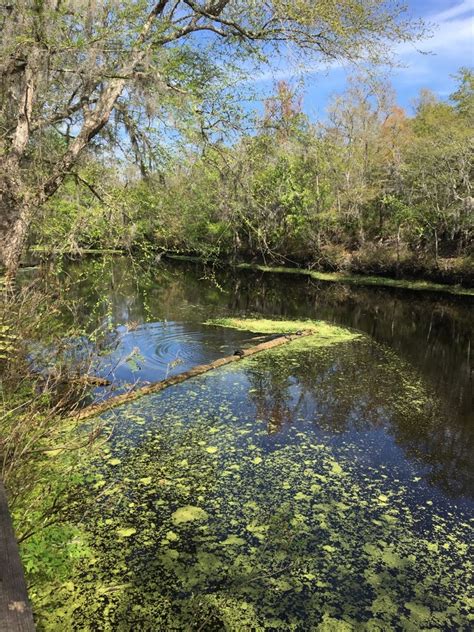 Poe, gilchrist blue, ginnie, rum island, etc.) discharges into the santa fe river after the river emerges Hiking and Biking at O'Leno State Park in Florida ...