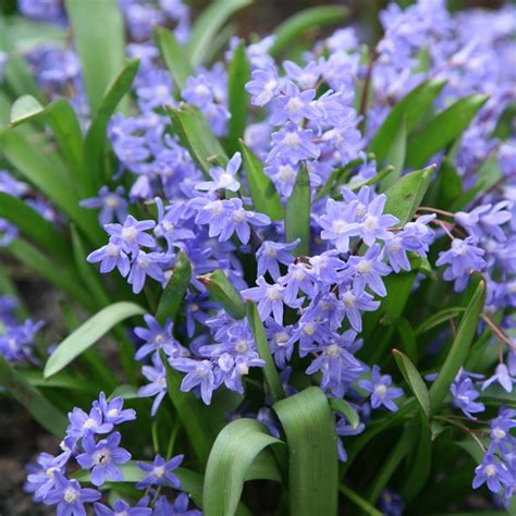 They can be big or small and can give colors to any garden. Buy glory of the snow bulbs (syn Chionodoxa ) Scilla ...