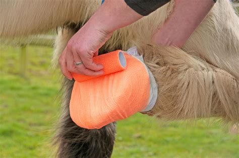 Essential Items For An Equine First Aid Kit