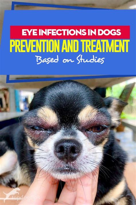 Dog Eye Infection Problems Prevention And Treatment Based On Studies