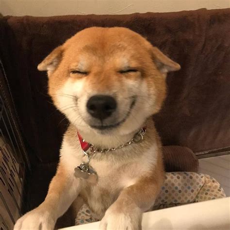 Can Dogs Physically Smile