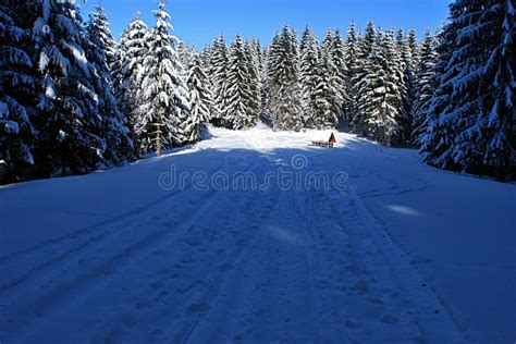 Winter Meadow With Shelter And Forest Around Stock Photo Image Of