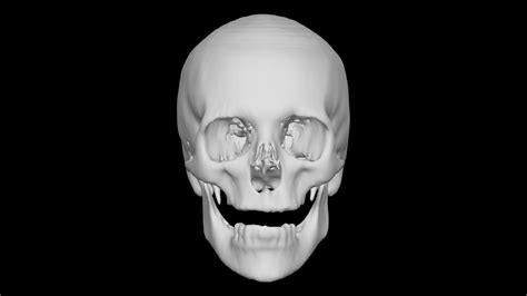 Skull Female 67yo 3d Model By Terrie Terrielsimmons 557a726