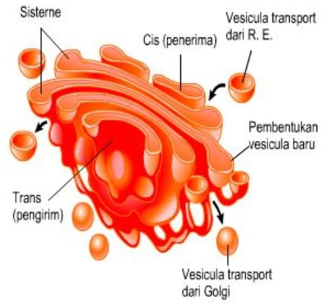 Pengertian Badan Golgi Fungsi Ciri Dan Struktur Pembentuknya