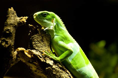 How To Take Care Of Your Lizard Shallowford Animal Hospital