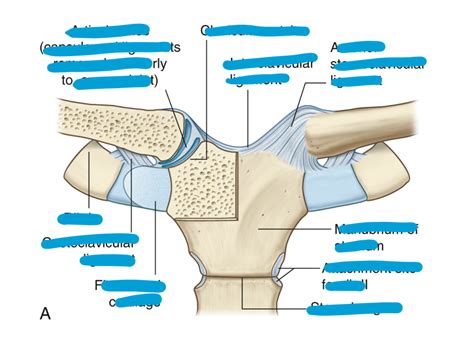 Sternoclavicular Joint Diagram Quizlet