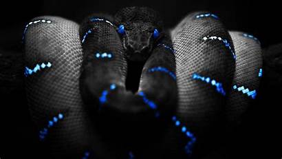 Snake Cool Wallpapers Amazing