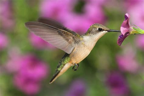 Hummingbirds rely mostly on their eyesight as it is their more dominant sense compared to hearing or smell. Best Plants To Attract Hummingbirds - Simplemost
