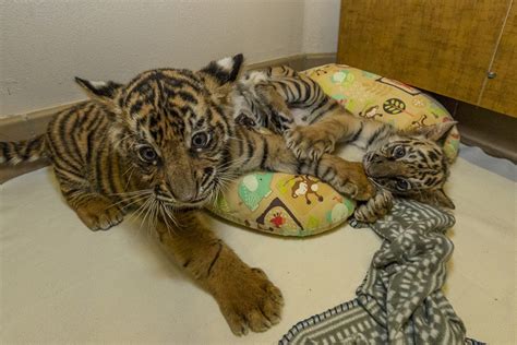 Tiger Orphans Meet At San Diego Zoo Safari Park Zooborns