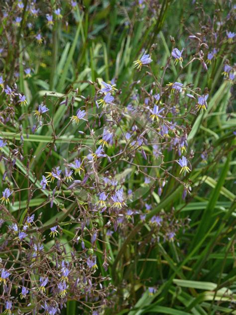 Dianella Longifolia Smooth Flax Lily Pale Flax Lily Information Photos