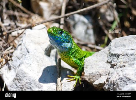 European Green Lizard Stock Photo Alamy