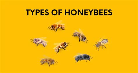 Types Of Honey Bees Identifying The Varying Types Of Bees