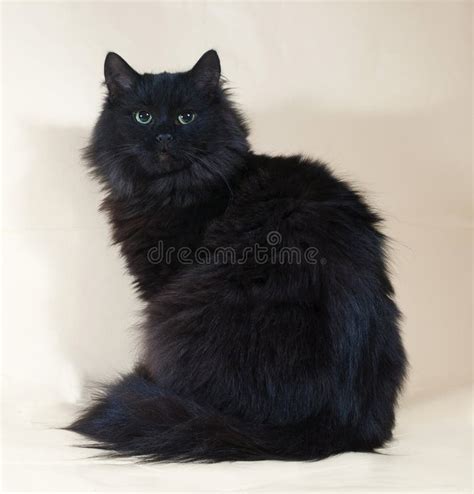 Black Fluffy Cat Sitting On Yellow Stock Image Image Of Soft Claws