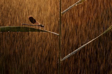 Nature Photographer Of The Year 2019 In Pictures Wildlife