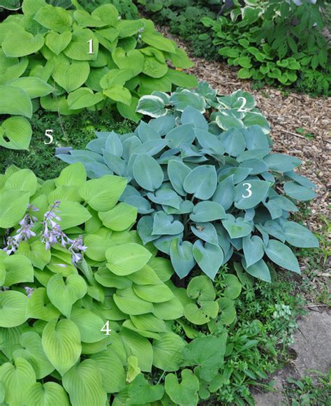 Three Dogs In A Garden Perfect Partners For Hosta Inspired By The