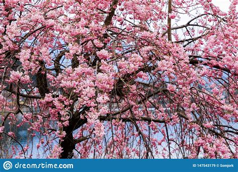Beautiful Cherry Blossoms Sakura Flowers In Japan Stock Image Image