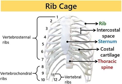 Rib Cage Anatomy Thoracic Spine Anatomy The Rib Cage Shaped In A My