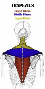 Muscle Exercise For Trapezius Images