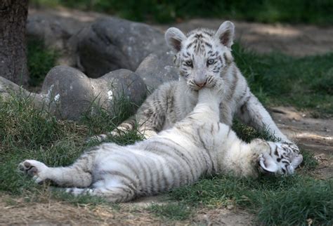 El de Lima Perú exhibe tres cachorros de tigre blanco de Bengala