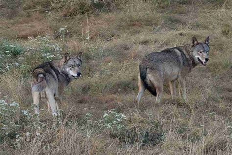 Farmersandpredators Dalle Alpi Alla Sierra Nevada Fine Viaggio Tra