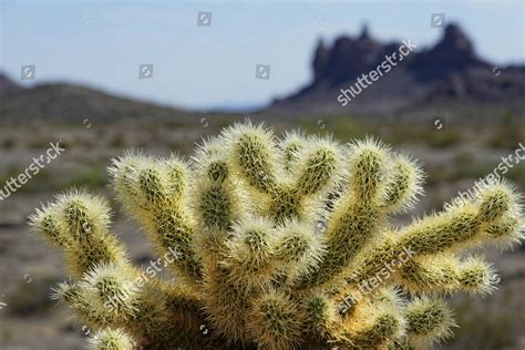 Cholla Cactus Joshua Tree National Park Editorial Stock Photo Stock