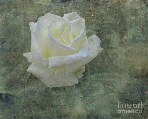 Antique White Rose Photograph By Victoria Harrington