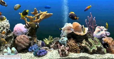 Animasi Ikan Bergerak Dalam Aquarium