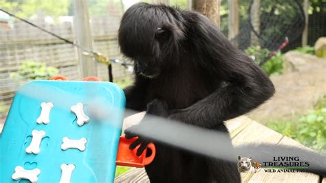 Maybe you would like to learn more about one of these? Living Treasures Wild Animal Parks - Black Spider Monkey ...