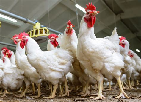 What Research Goes Into Large Scale Poultry Farming Agdaily