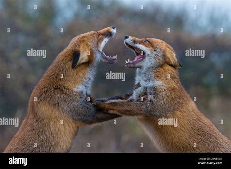 Two Red Foxes Vulpes Vulpes Fighting Amsterdamse Waterleidingduinen