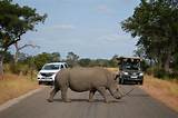 Tours Of Kruger National Park Pictures