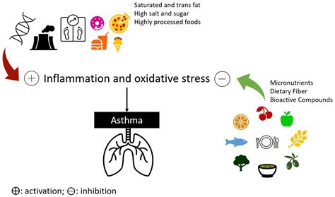 Diet In Asthma Encyclopedia Mdpi