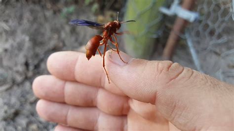Red Paper Wasp Youtube