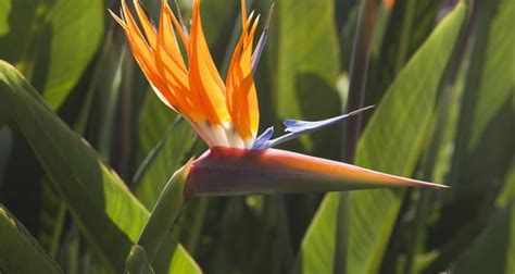 How To Pollinate Bird Of Paradise Flowers