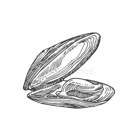 Hand Drawn Open Mussel Shell Vector Illustration Abstract Seafood
