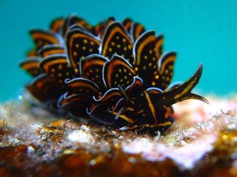 Ellergy 10 Unbelievable Sea Slugs You Didnt Know Existed