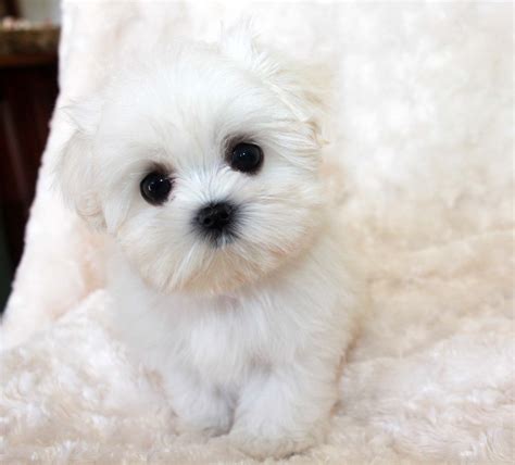 Micro Teacup Maltese Female For Sale Tiny Puppy Iheartteacups
