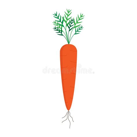 Carrot With Leaves And Roots Vector Stock Vector Illustration Of