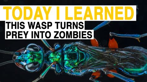 Til This Wasp Turns Prey Into Zombies Today I Learned Youtube