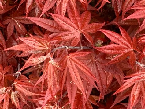 Buy Acer Palmatum Rhode Island Red Dwarf Bloodgood Japanese Maple