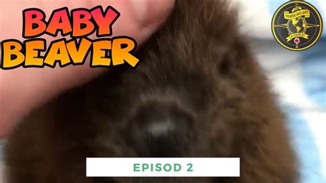 Cute Baby Beaver Youtube