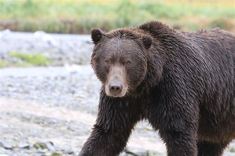 View Coastal Brown Bears In Their Natural Habitat On Kodiak Island