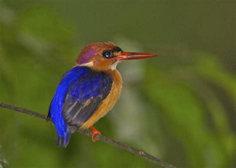 Another critically endangered species, the ceyx sangirensis is endemic to indonesia where it is found on the sangihe island, and according to scattered sources. Pin by Melissa Cara on Birds | Kingfisher, Common ...
