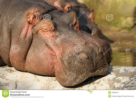 Hippo Sleeping Stock Image Image Of Head Black Mammal 18384421