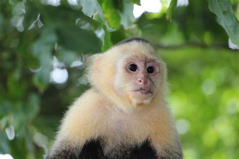 Top 10 Facts About The White Faced Capuchin In Guatemala Wildlife
